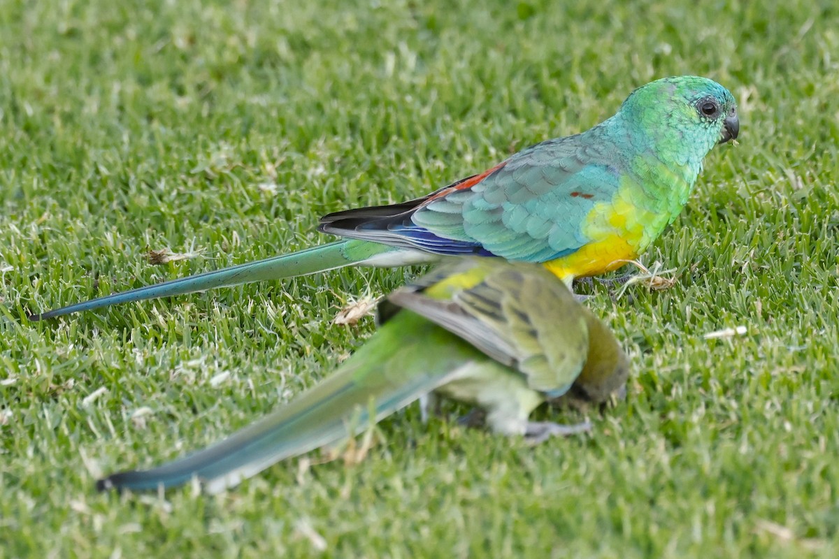 Red-rumped Parrot - ML617915148