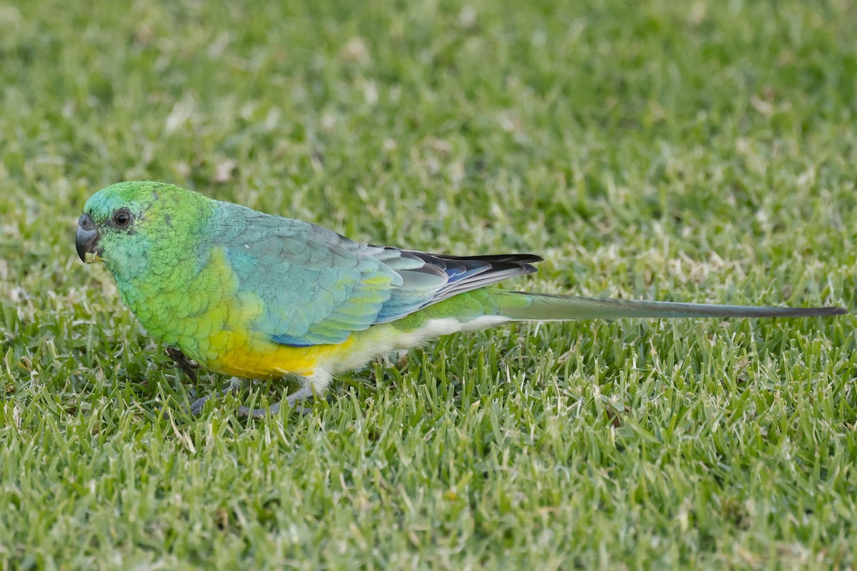 Red-rumped Parrot - ML617915149