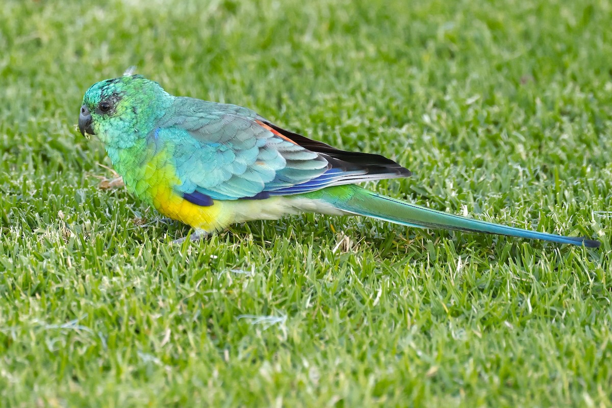 Red-rumped Parrot - ML617915150