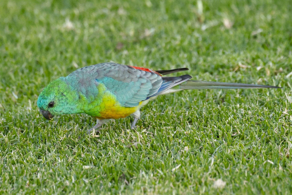 Red-rumped Parrot - ML617915151