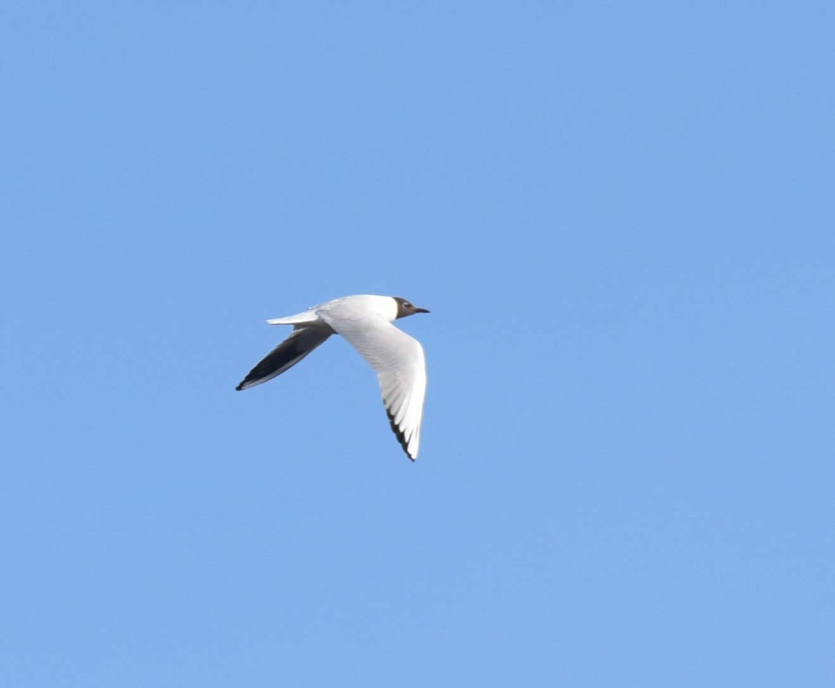 Mouette rieuse - ML617915174