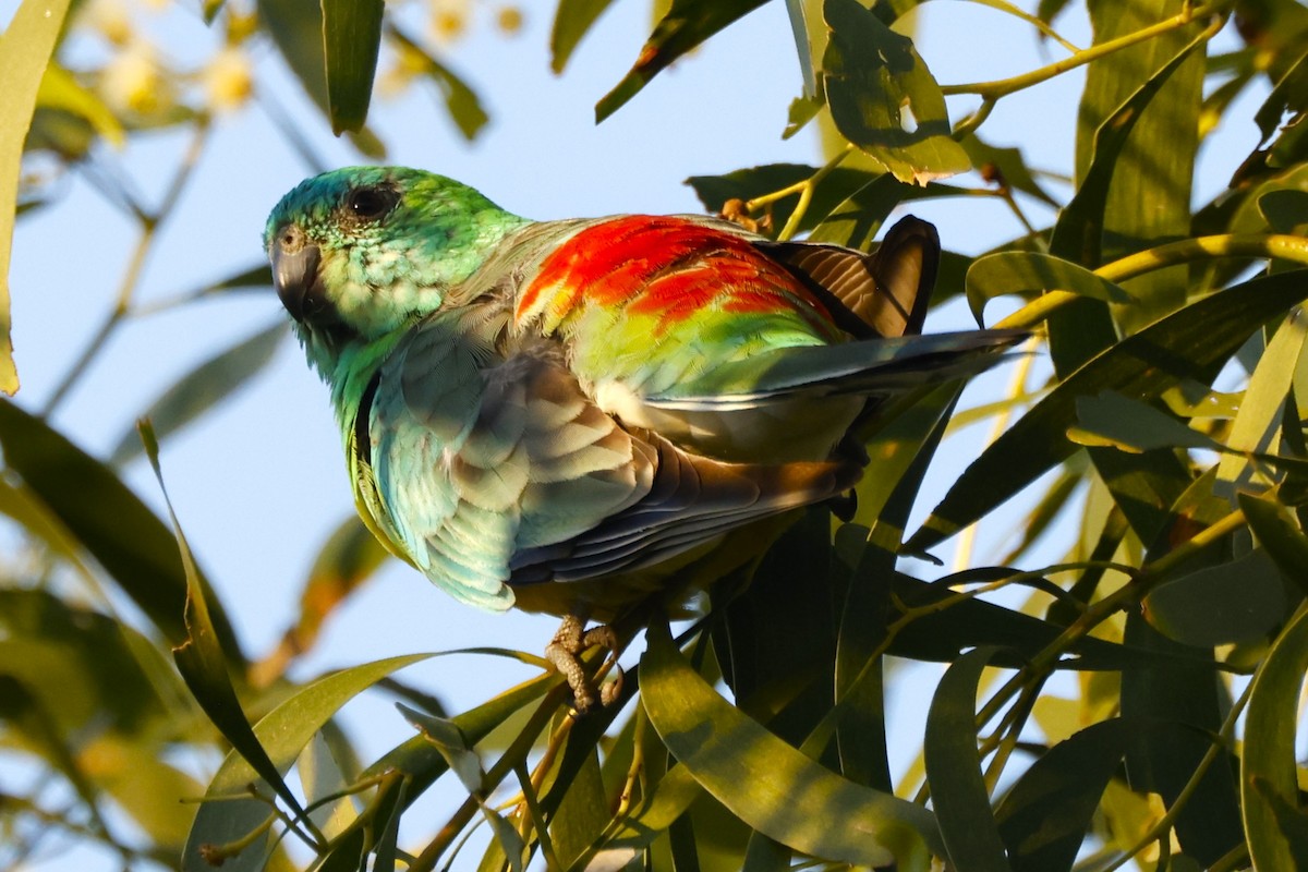 Red-rumped Parrot - ML617915181