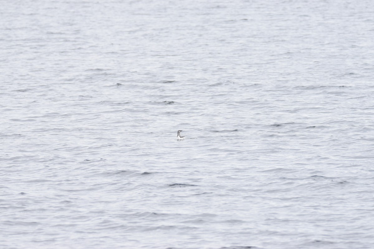 Red-throated Loon - ML617915197