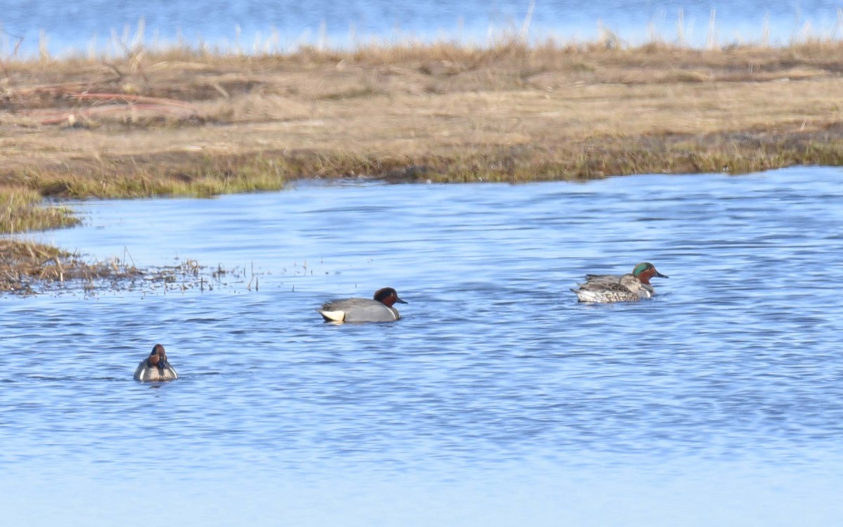 Green-winged Teal - Kathy Marche