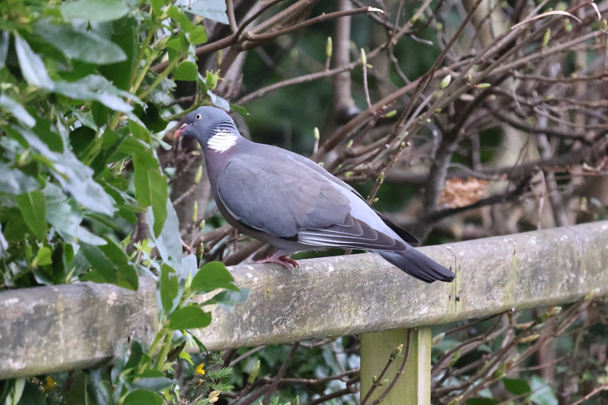 Common Wood-Pigeon - Phil Kenny