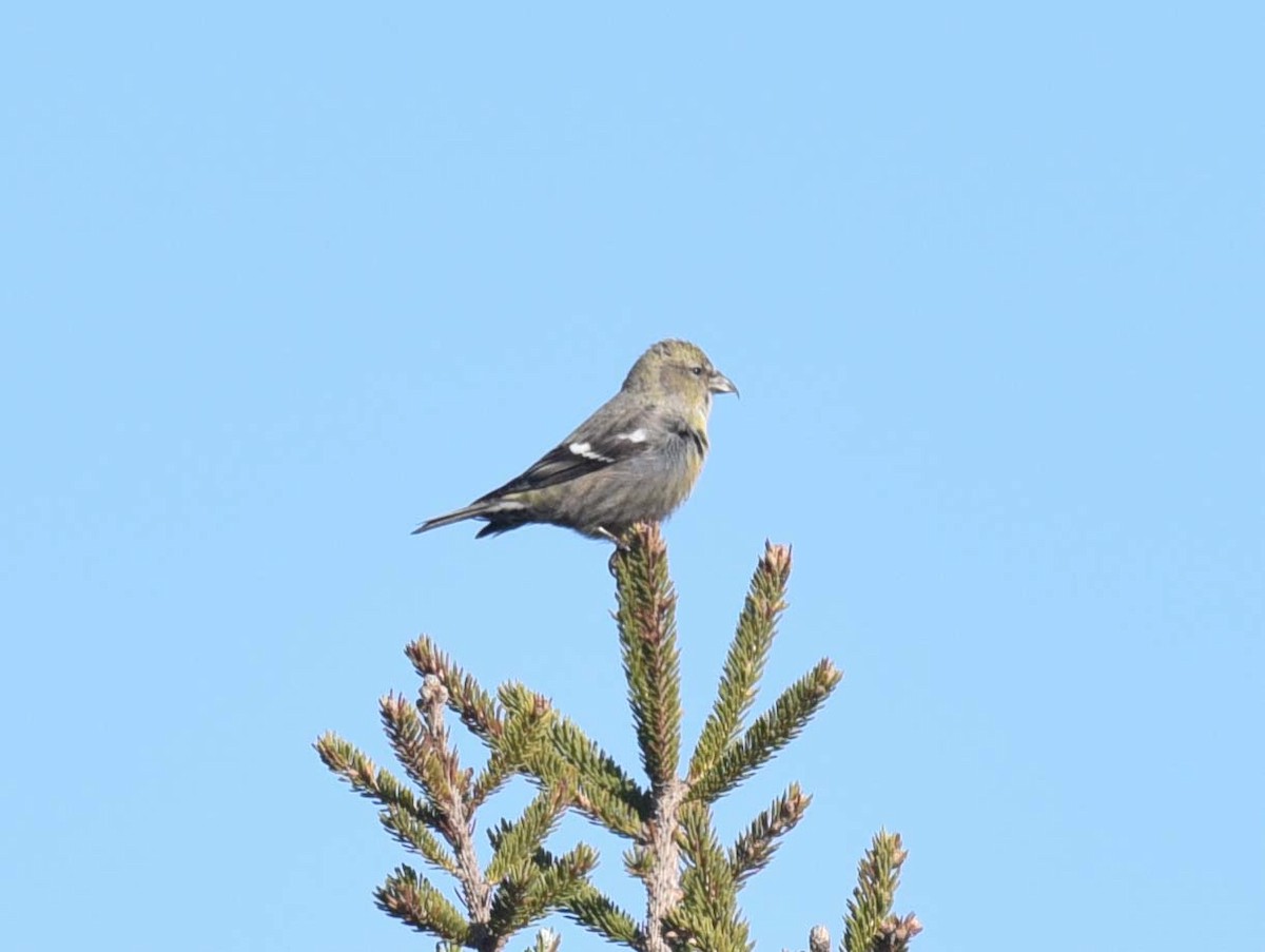 White-winged Crossbill - Kathy Marche