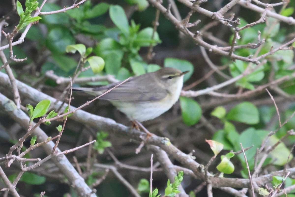 Willow Warbler - Phil Kenny