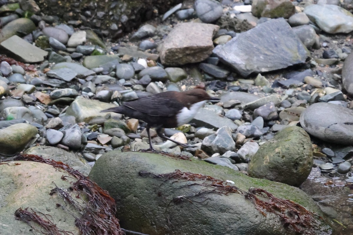 White-throated Dipper - Phil Kenny
