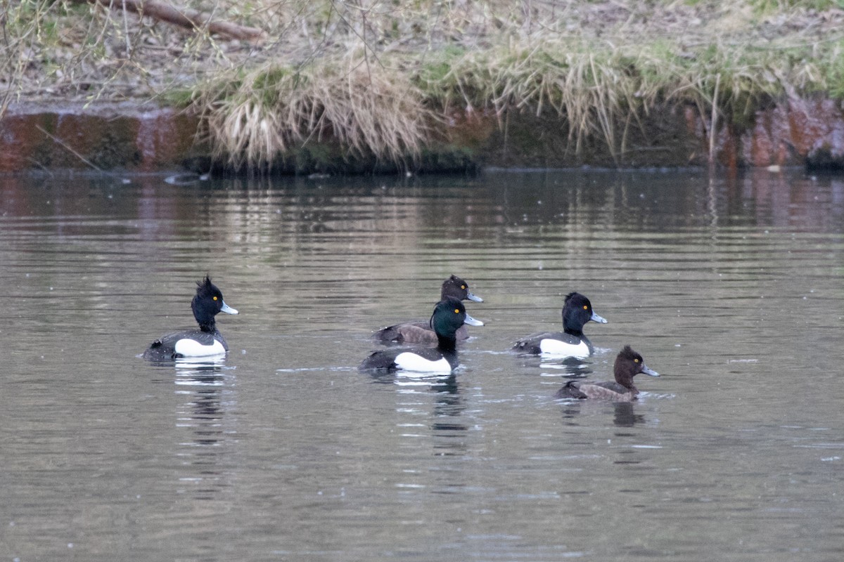 Tufted Duck - ML617915441