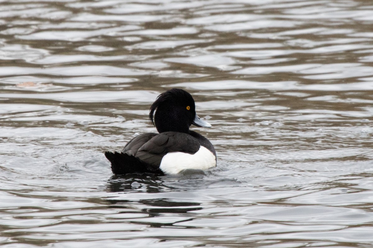 Tufted Duck - ML617915442