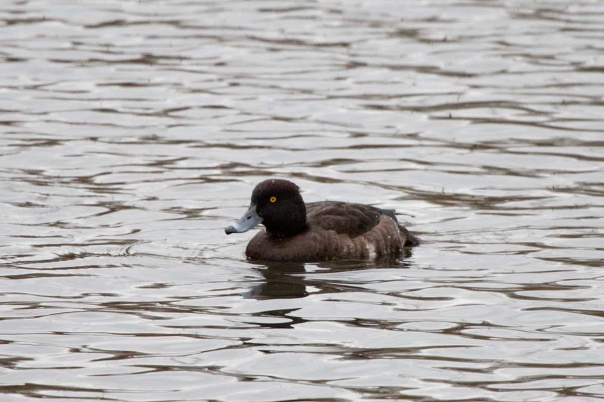 Tufted Duck - ML617915443