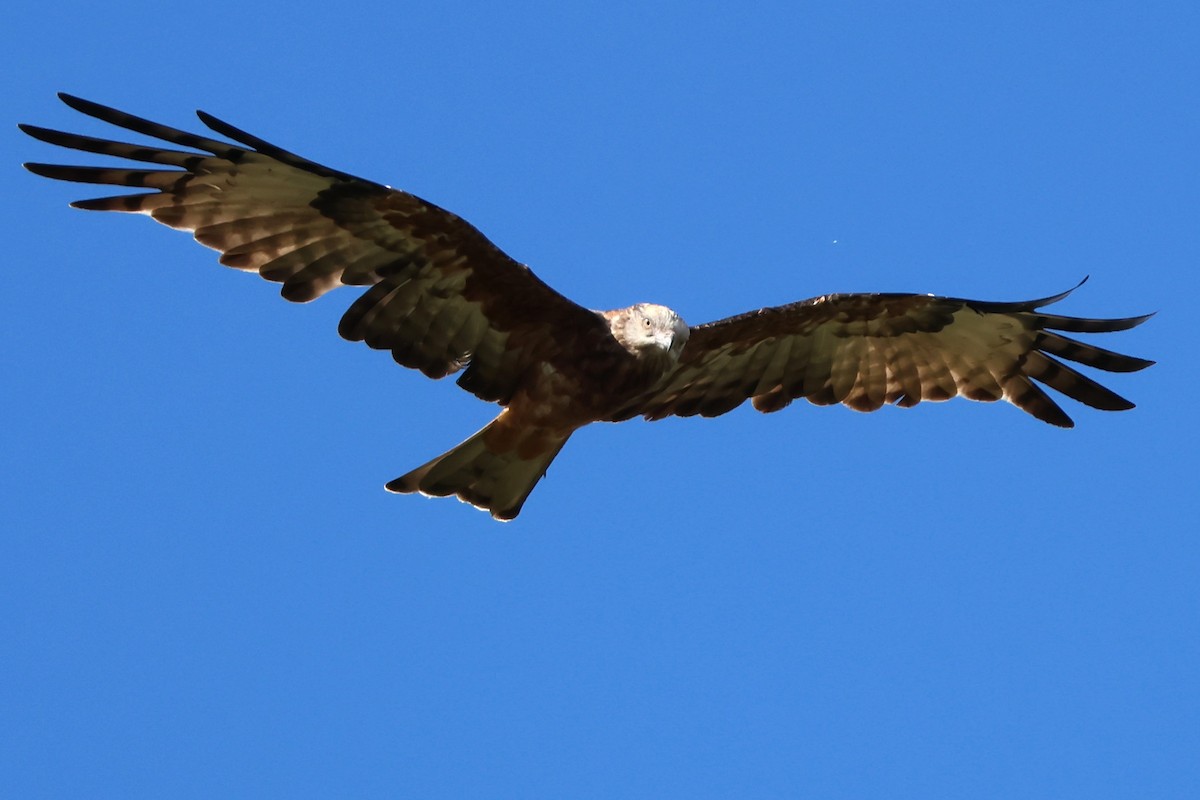 Square-tailed Kite - ML617915559