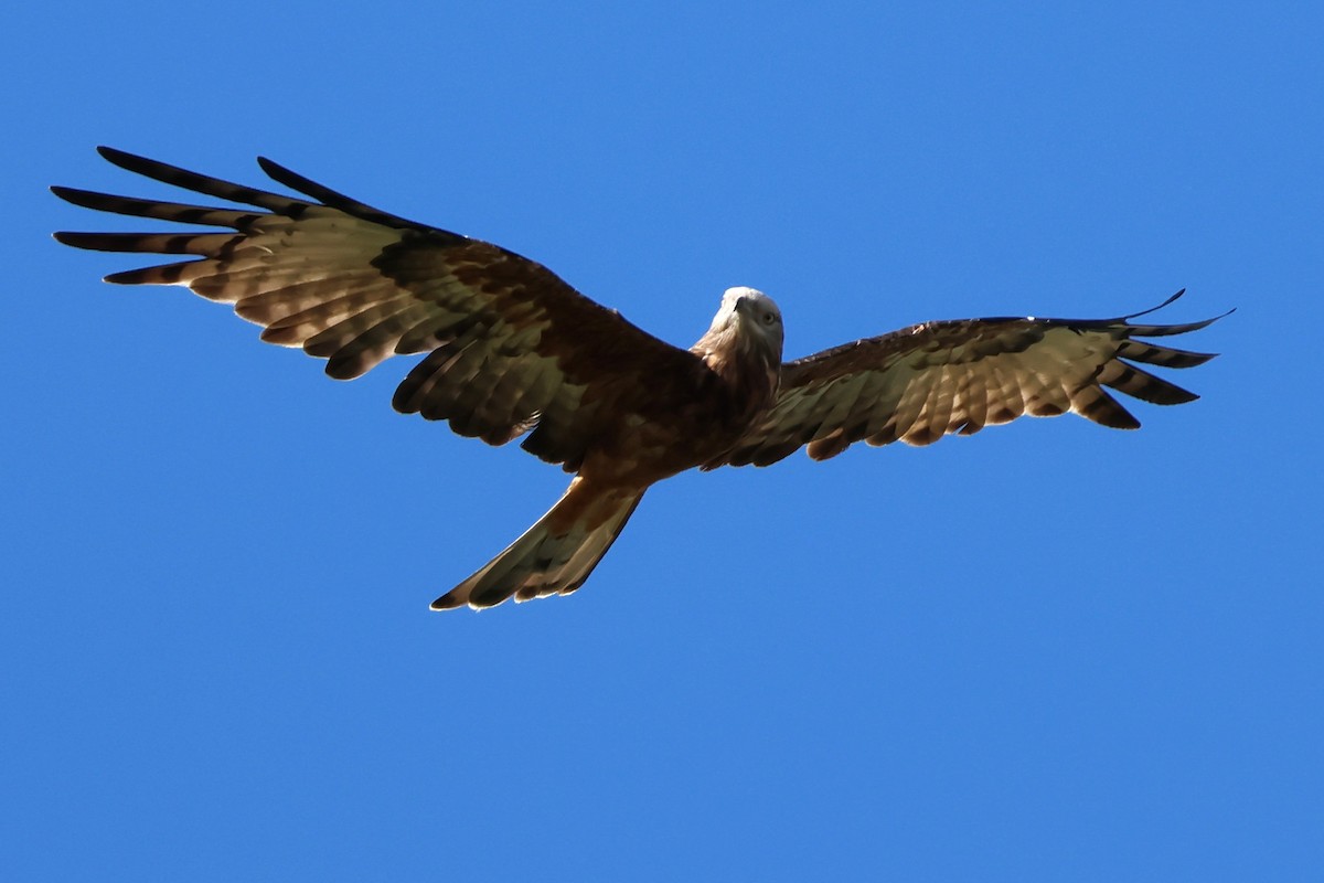 Square-tailed Kite - ML617915560