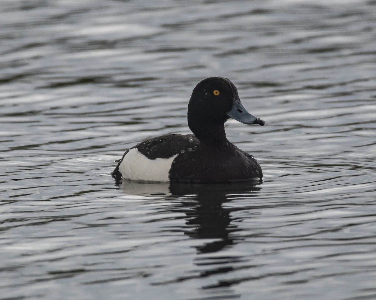 Tufted Duck - ML617915584