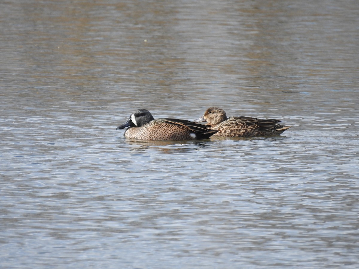 Blue-winged Teal - ML617915651
