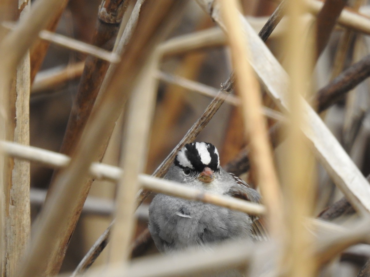 White-crowned Sparrow - ML617915655