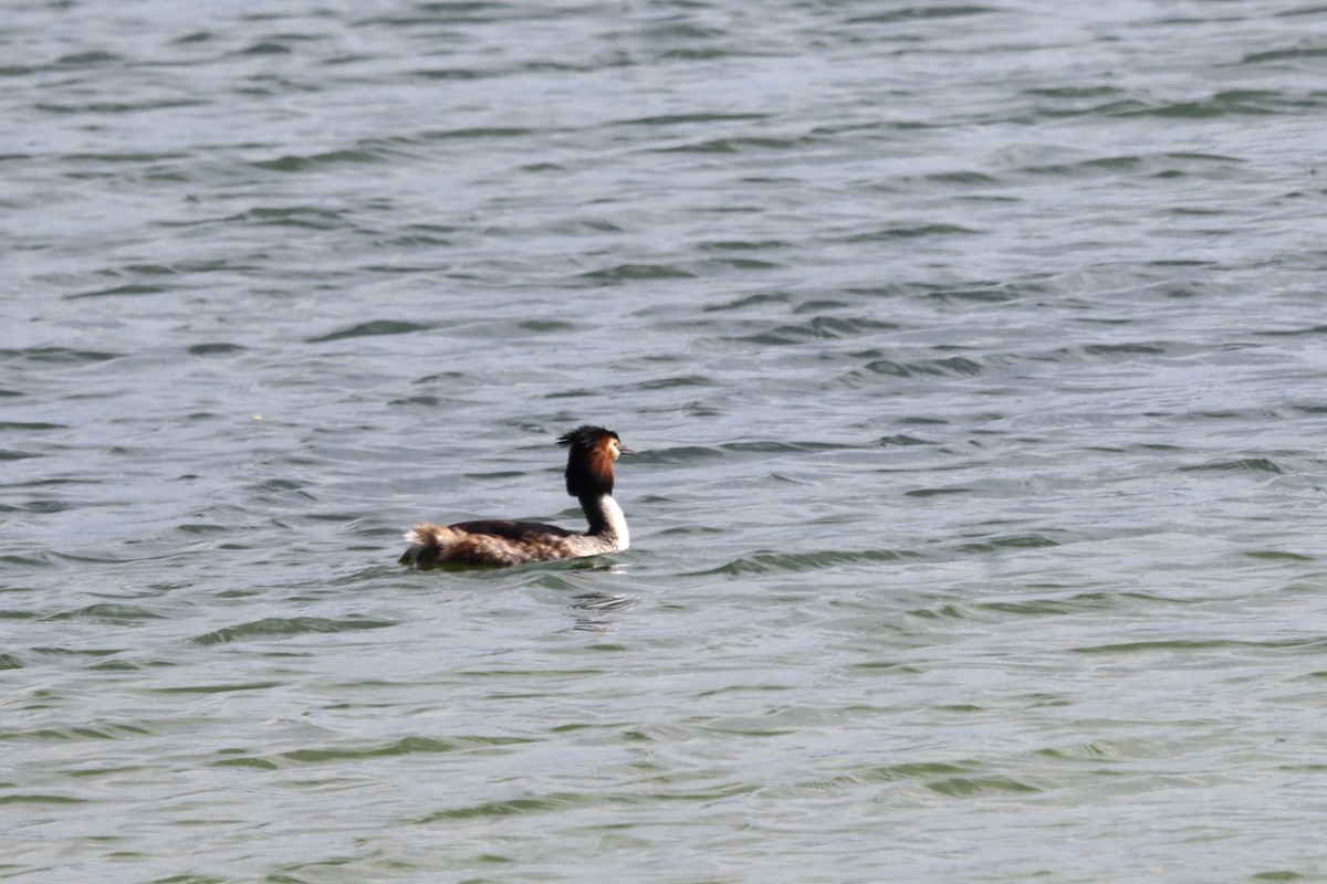 Great Crested Grebe - ML617915662