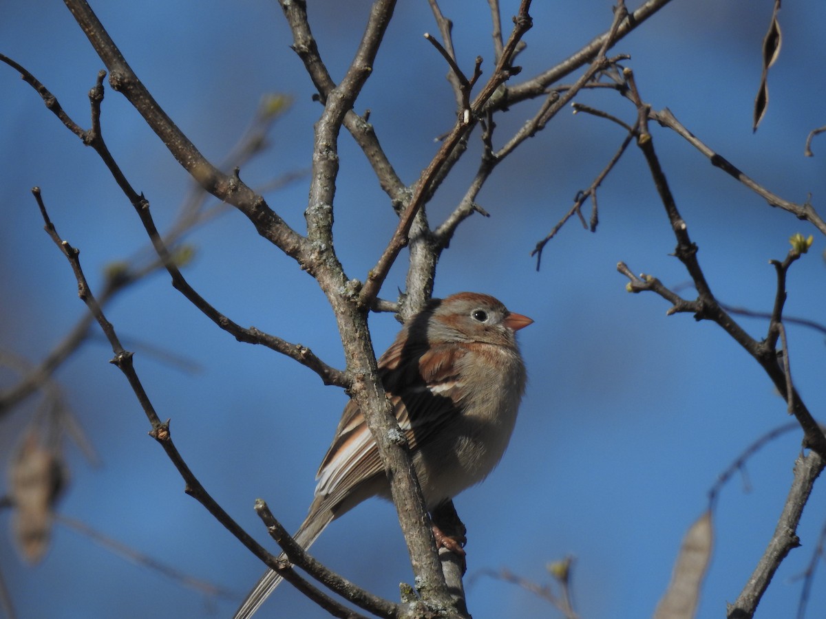 Field Sparrow - ML617915665