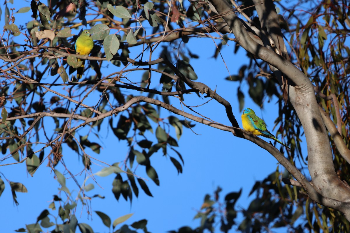 Turquoise Parrot - ML617915746