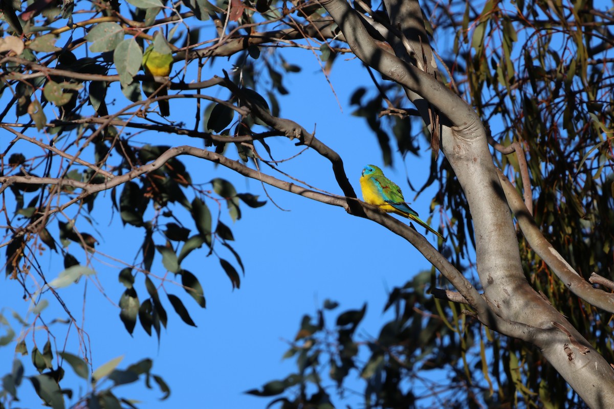 Turquoise Parrot - ML617915747