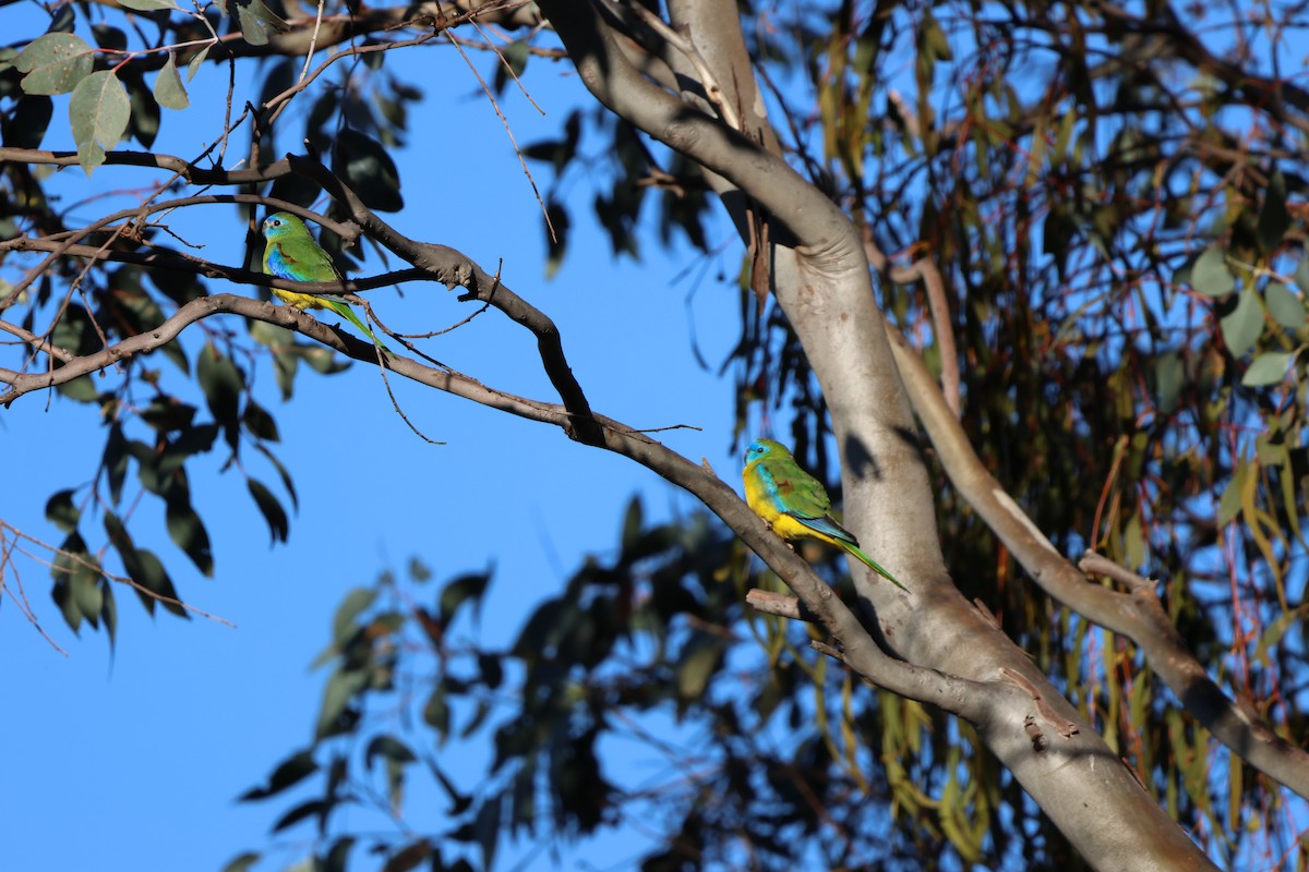 Turquoise Parrot - ML617915748