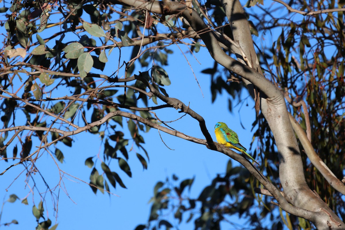 Turquoise Parrot - ML617915749
