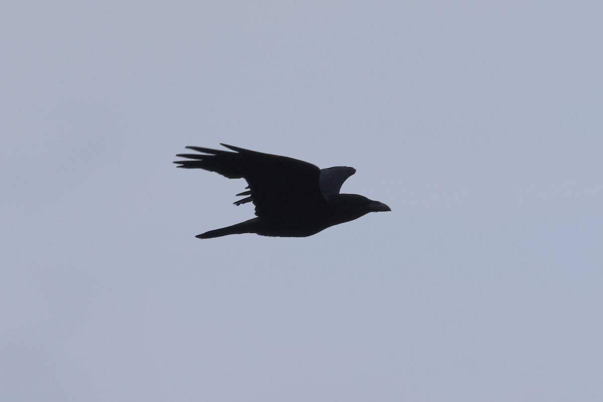 Common Raven - ML617915760