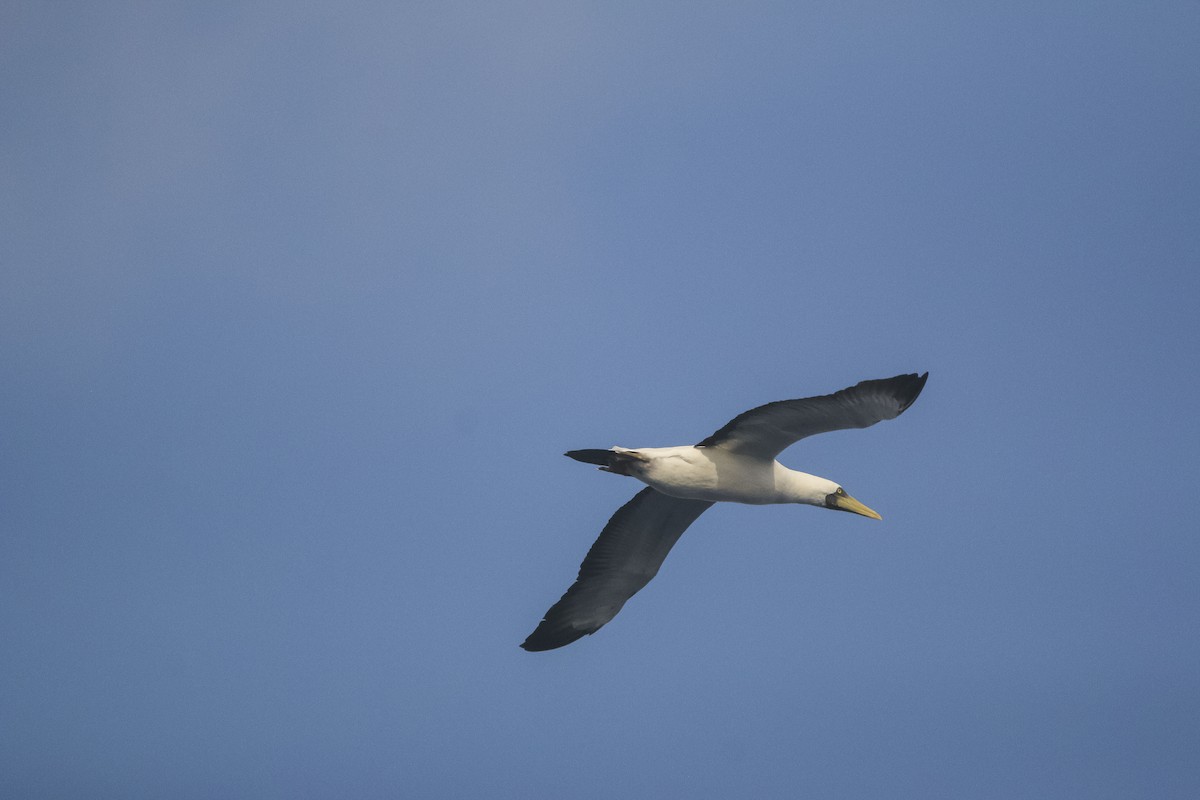 Masked Booby - ML617915780