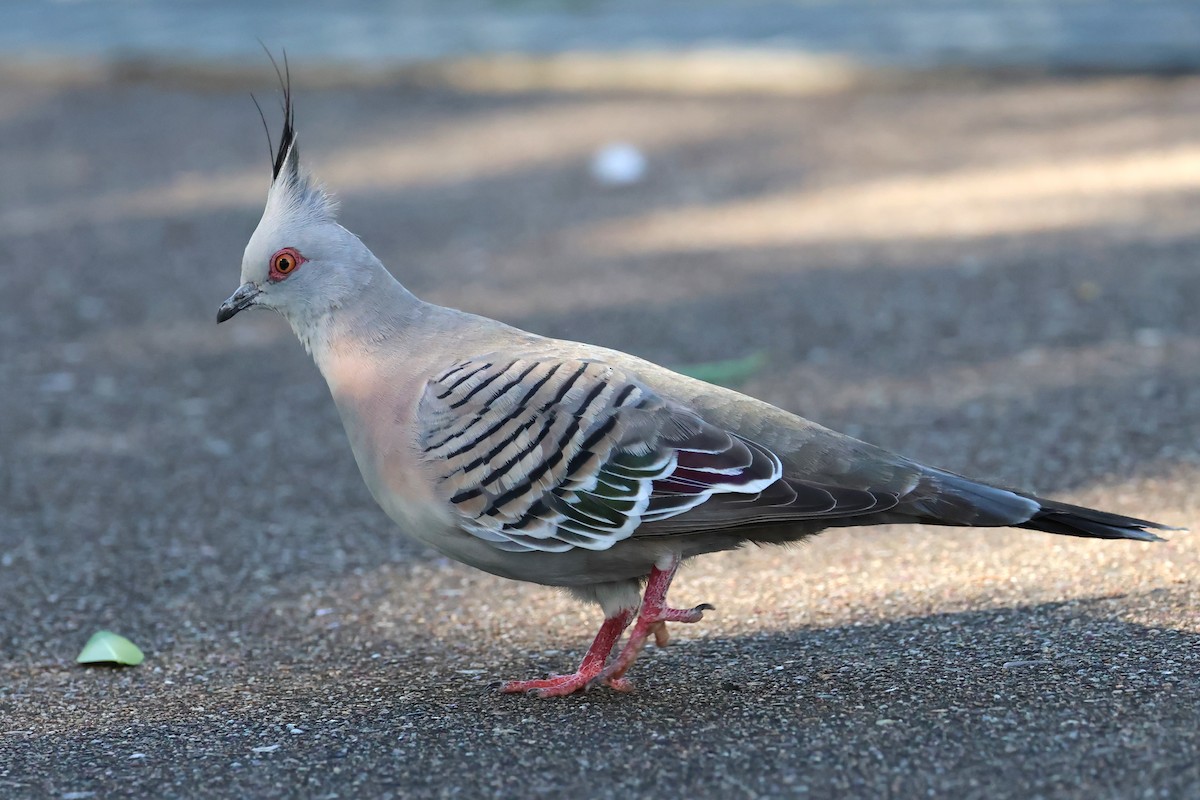Crested Pigeon - ML617915803
