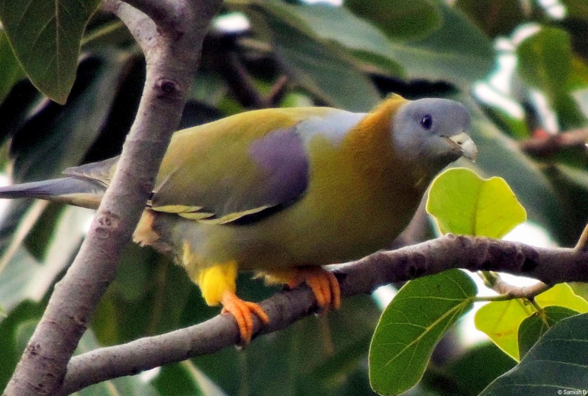 Yellow-footed Green-Pigeon - ML617915823