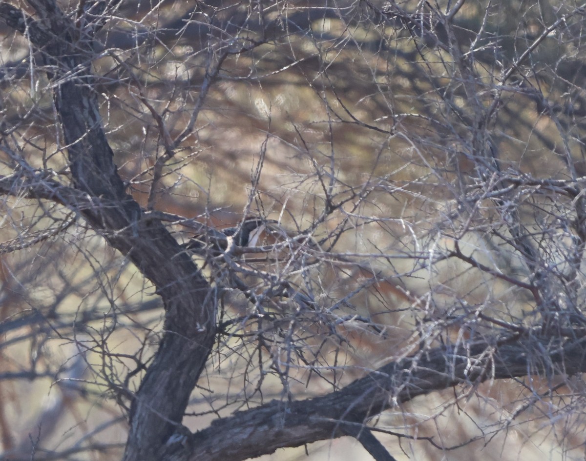 Chestnut-crowned Babbler - ML617915829