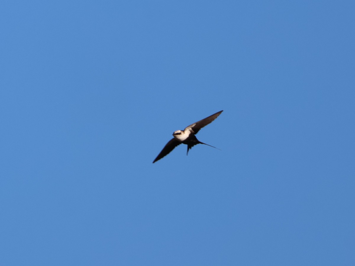 White-backed Swallow - ML617915849