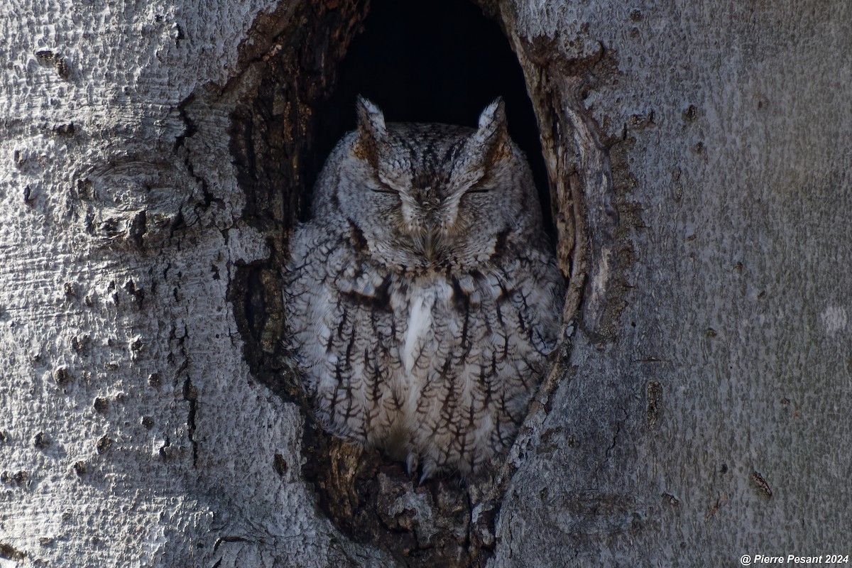 Eastern Screech-Owl - Pierre Pesant