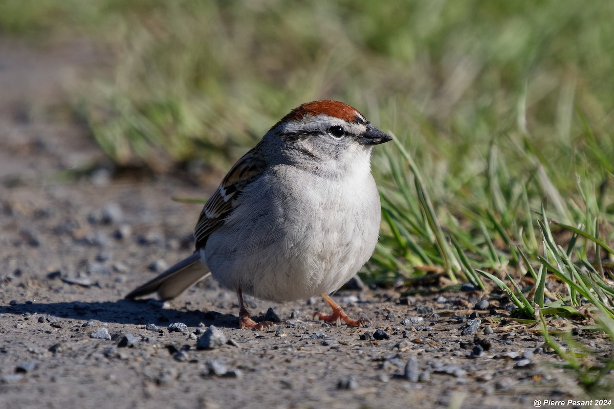 Chipping Sparrow - Pierre Pesant