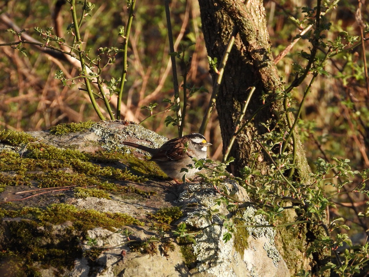 White-throated Sparrow - ML617915895