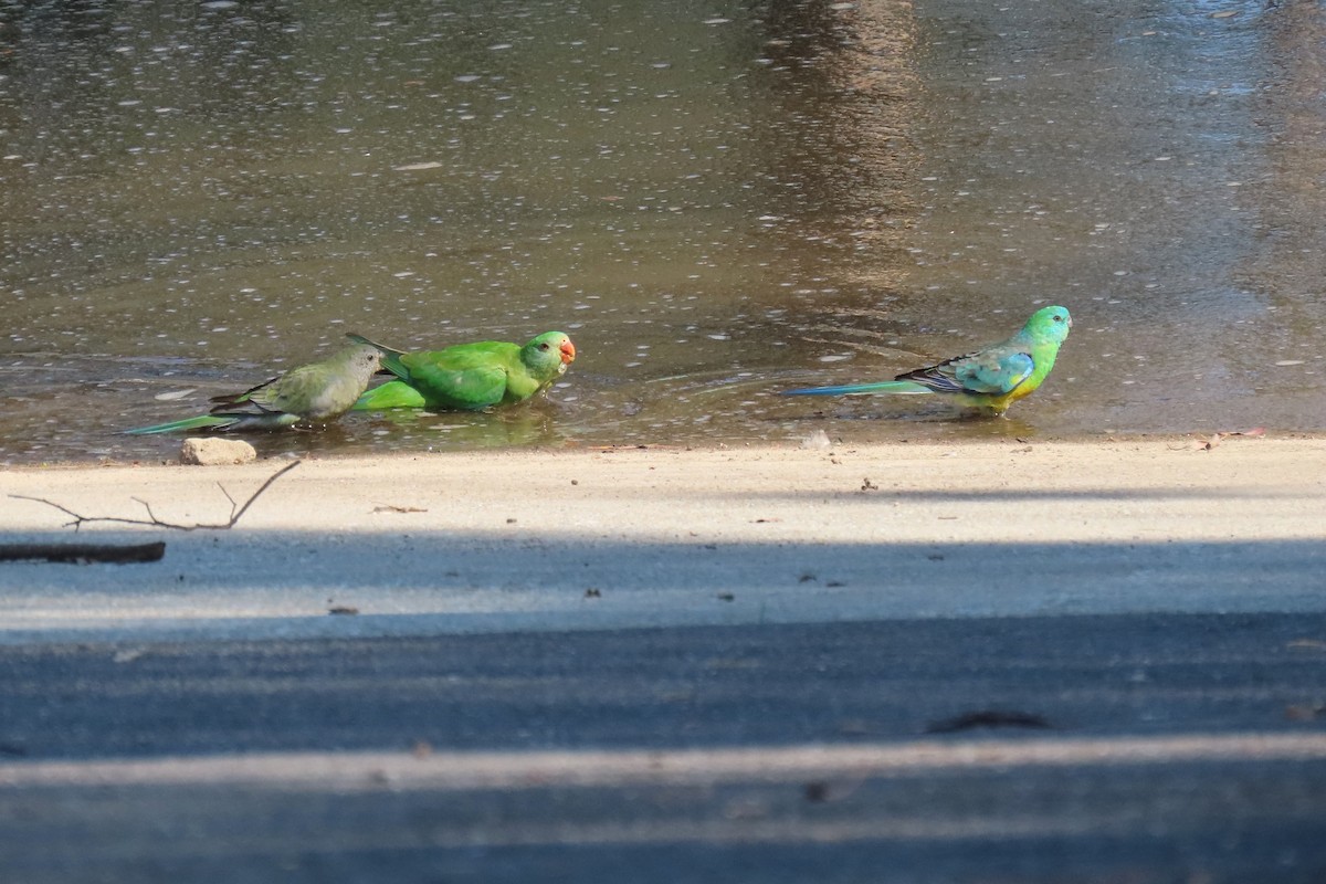 Red-rumped Parrot - ML617915919
