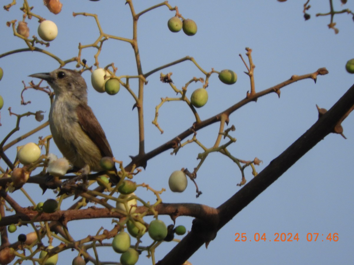 Nilgiri Flowerpecker - ML617915992