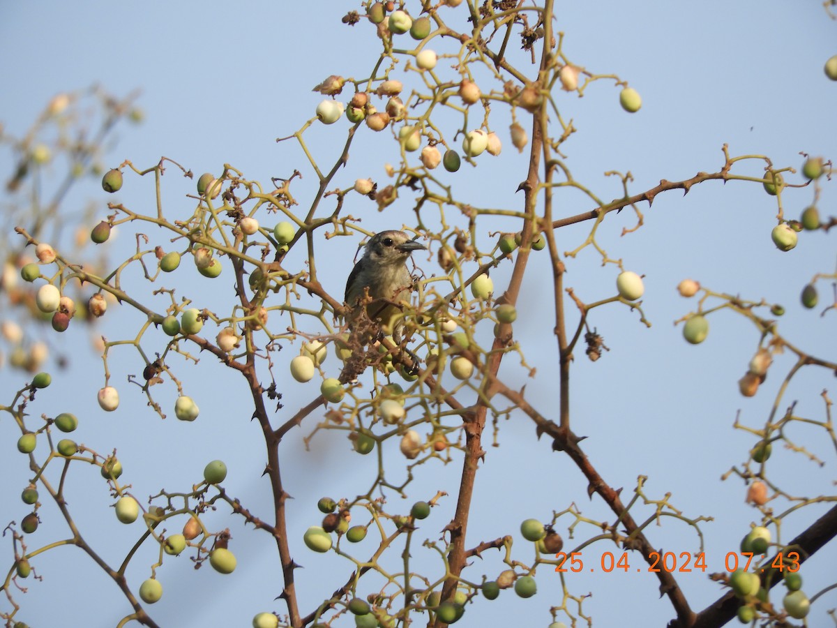 Nilgiri Flowerpecker - ML617915993