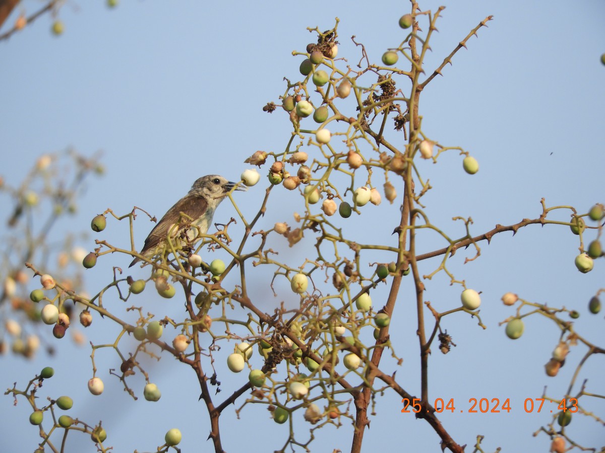 Nilgiri Flowerpecker - ML617915994