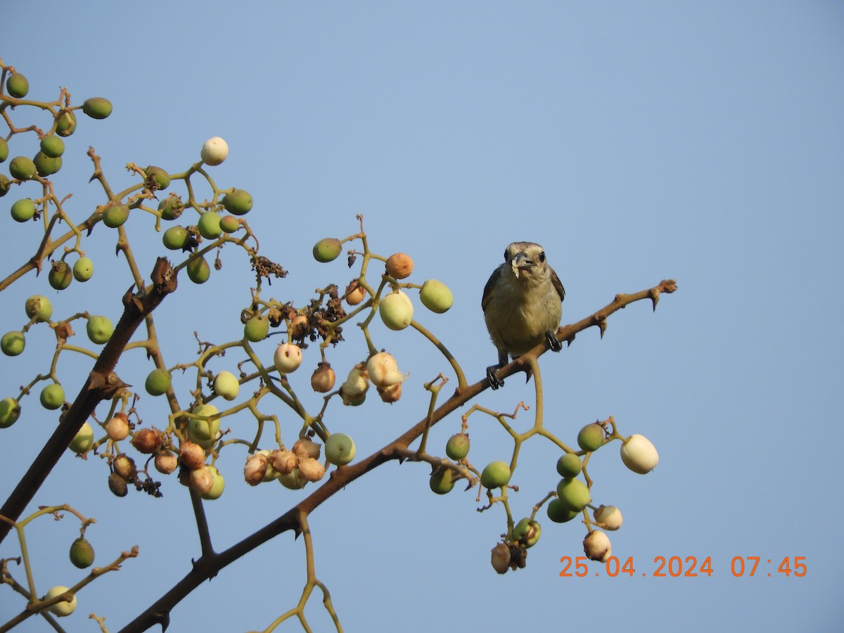 Nilgiri Flowerpecker - ML617915996