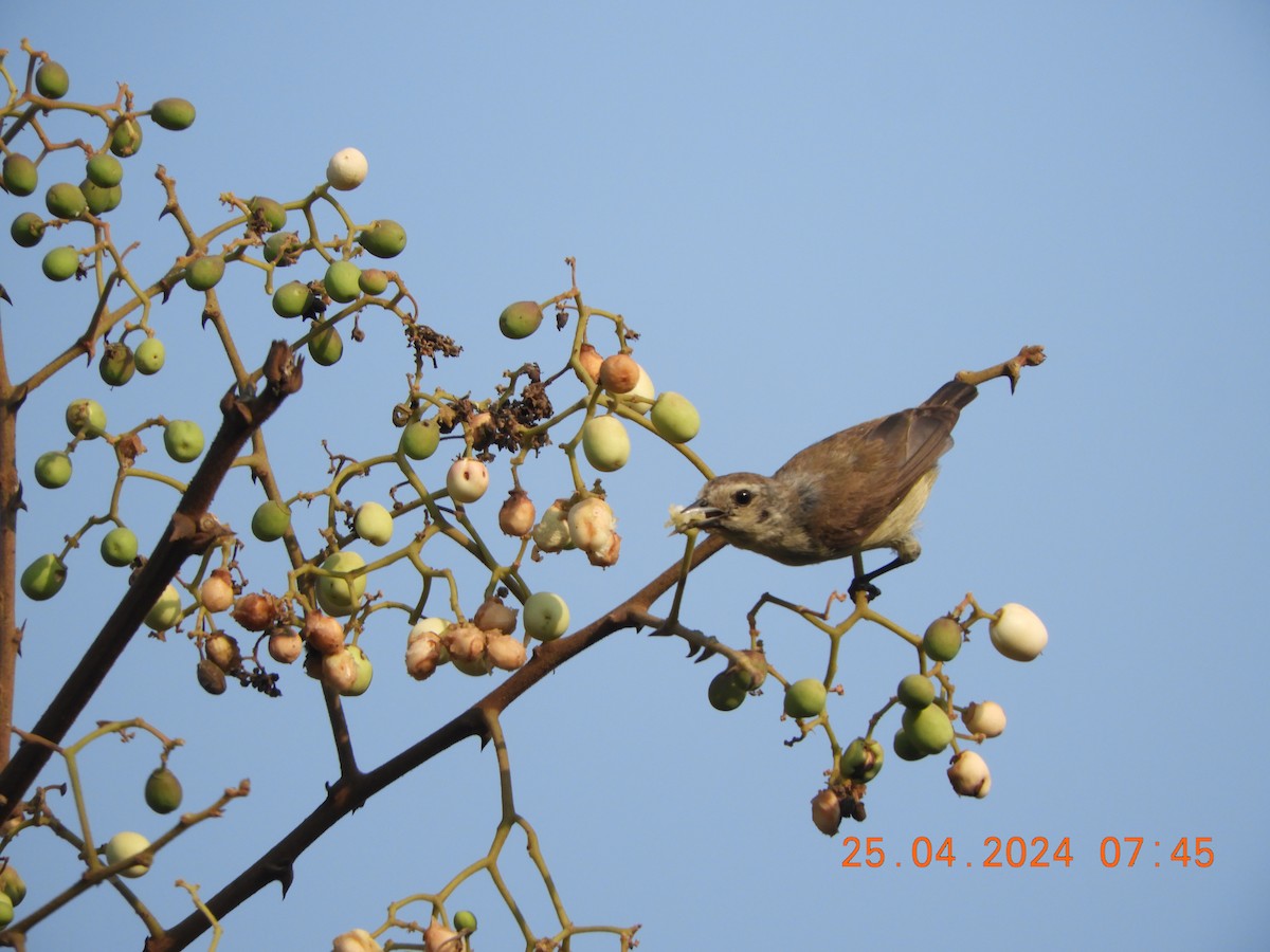 Nilgiri Flowerpecker - ML617915997