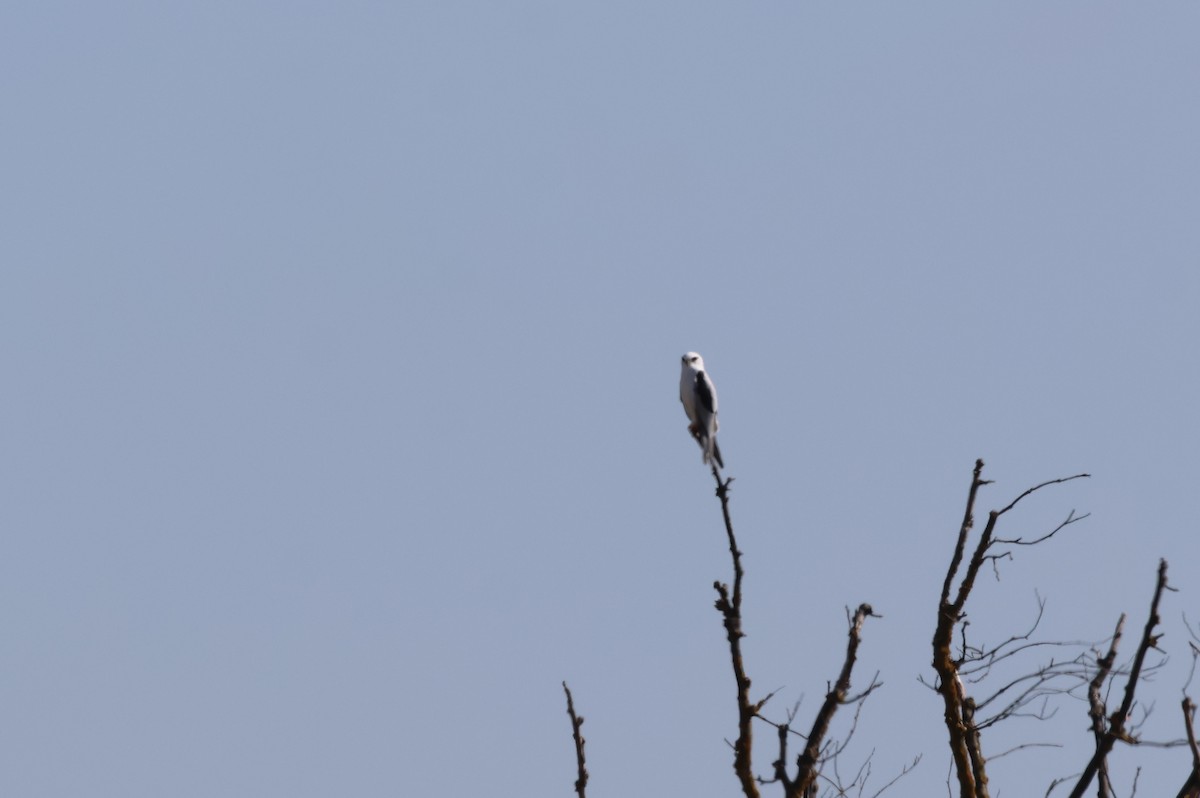 Black-shouldered Kite - ML617916015