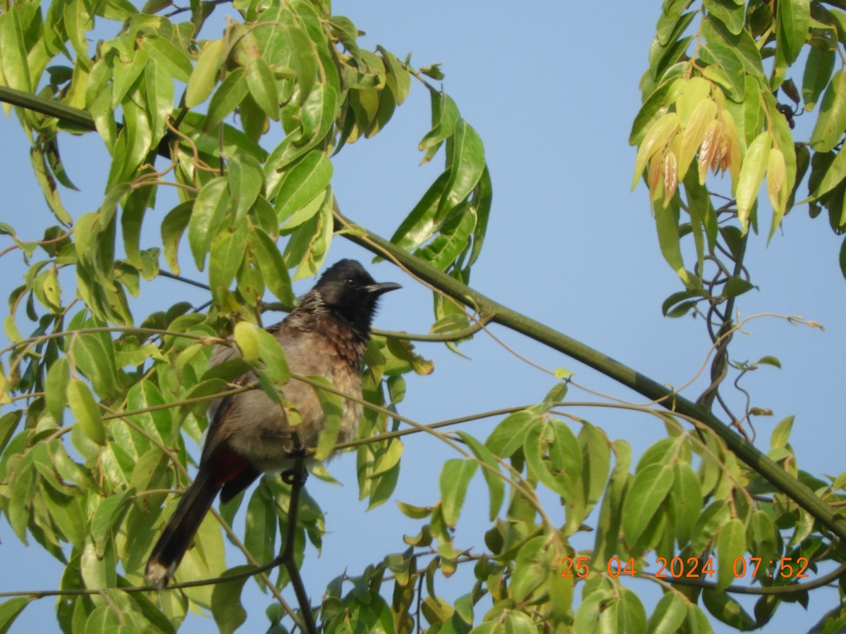Red-vented Bulbul - ML617916018