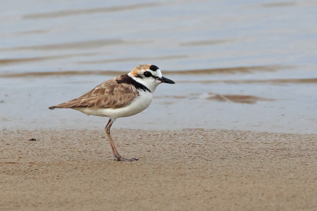 Malaysian Plover - Dave Bakewell