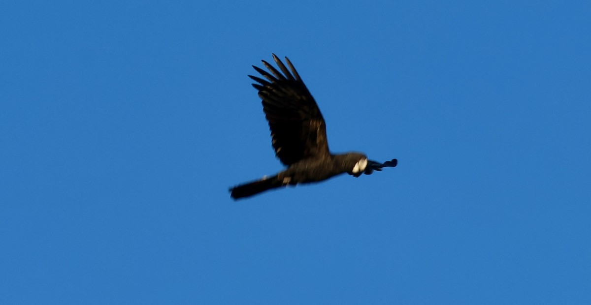 Red-tailed Black-Cockatoo - ML617916166