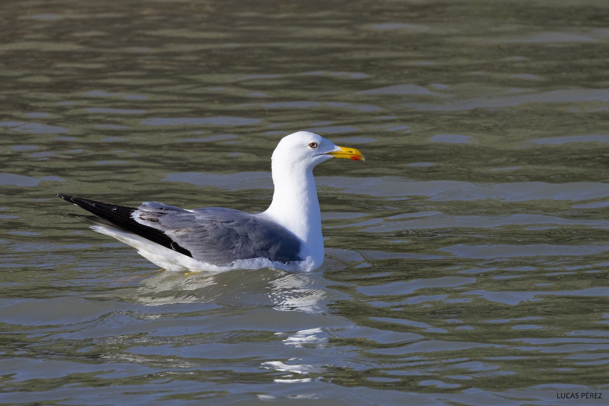 Yellow-legged Gull - ML617916181