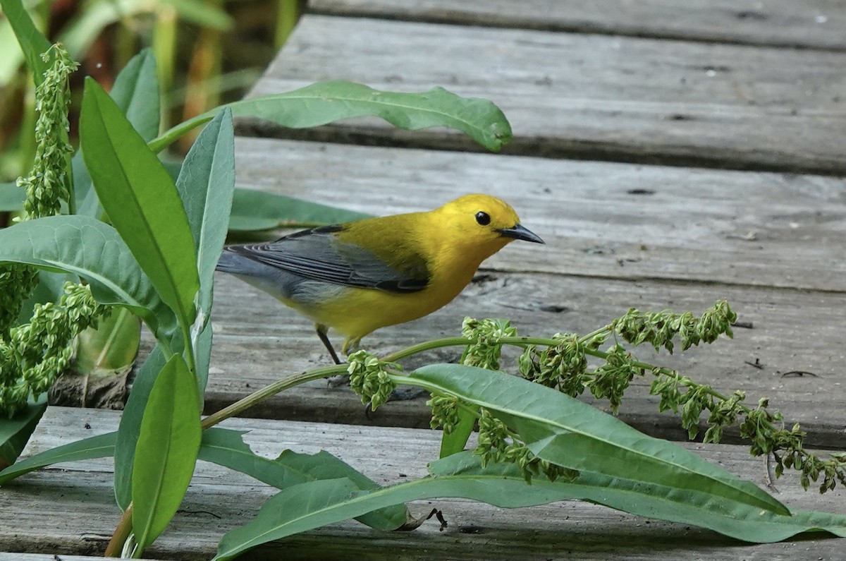 Prothonotary Warbler - ML617916207