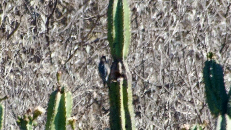 Gray-breasted Woodpecker - ML617916208