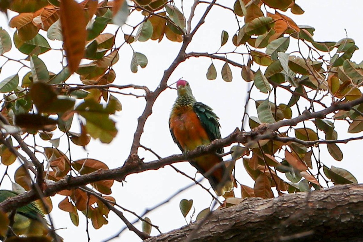 Rose-crowned Fruit-Dove - ML617916216