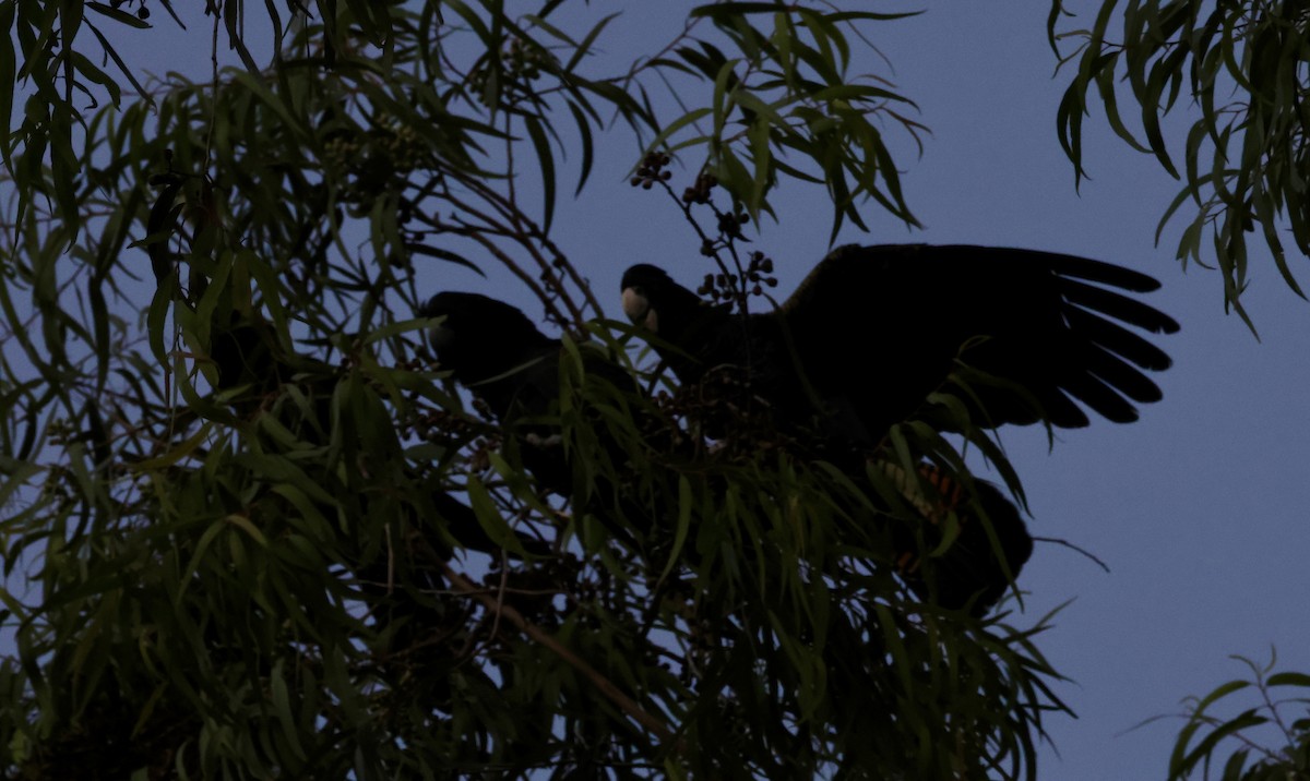 Red-tailed Black-Cockatoo - ML617916219
